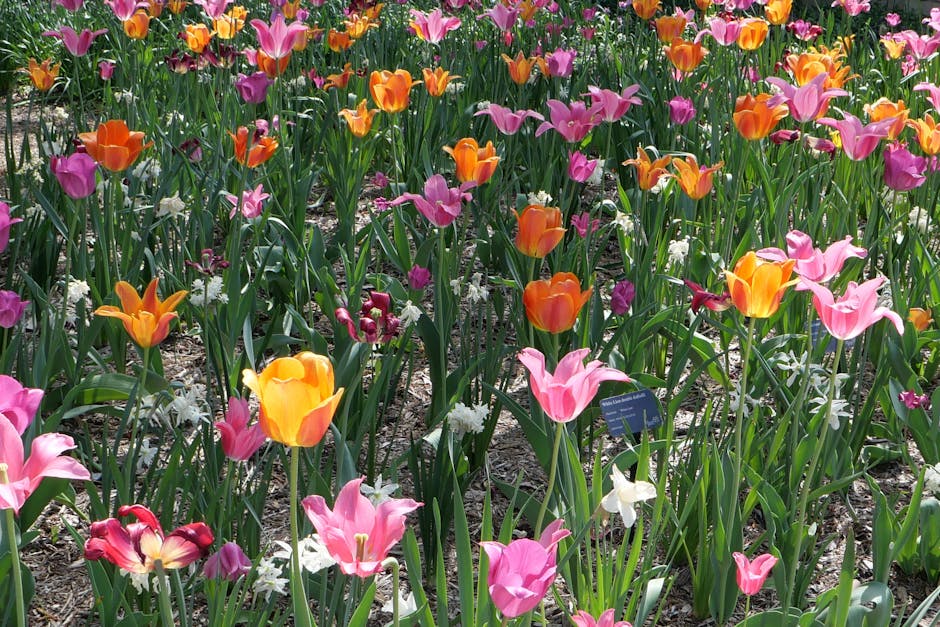 Professional landscape design and maintenance showcase